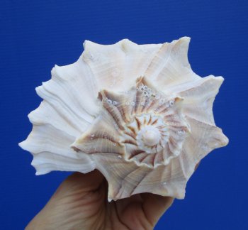 8 inches Large Left Handed Whelk Shell, Lightning Whelk - Buy this one for $19.99
