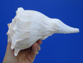 8 inches Large Left Handed Whelk Shell, Lightning Whelk - Buy this one for $19.99
