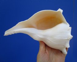 8-3/8 inches Left Handed Whelk Shell, Lightning Whelk - Buy this one for $19.99