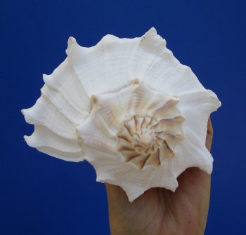 8-3/8 inches Left Handed Whelk Shell, Lightning Whelk - Buy this one for $19.99
