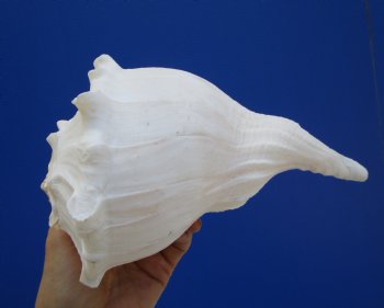 8-3/8 inches Left Handed Whelk Shell, Lightning Whelk - Buy this one for $19.99