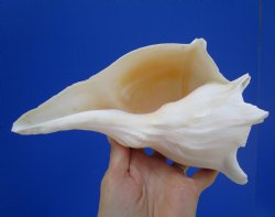 8-3/4 inches Left Handed Whelk Shell, Lightning Whelk - Buy this one for $19.99