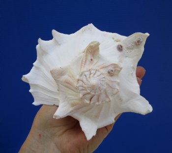 8-3/4 inches Left Handed Whelk Shell, Lightning Whelk - Buy this one for $19.99