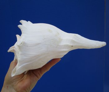 8-3/4 inches Left Handed Whelk Shell, Lightning Whelk - Buy this one for $19.99