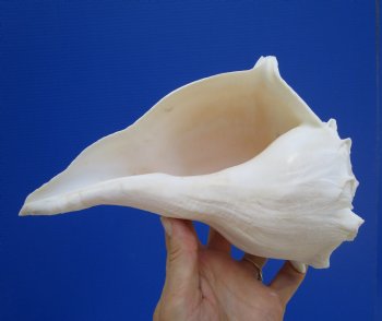 8-1/2 inches Left Handed Whelk Shell, Lightning Whelk - Buy this one for $19.99