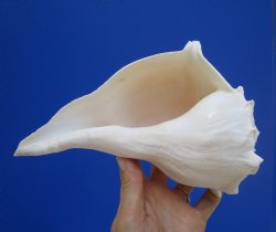 8-1/2 inches Left Handed Whelk Shell, Lightning Whelk - Buy this one for $19.99