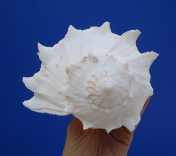 8-1/2 inches Left Handed Whelk Shell, Lightning Whelk - Buy this one for $19.99