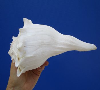 8-1/2 inches Left Handed Whelk Shell, Lightning Whelk - Buy this one for $19.99