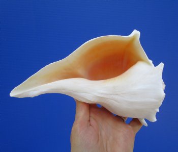 8-1/4 inches Left Handed Whelk Shell, Lightning Whelk - Buy this one for $19.99