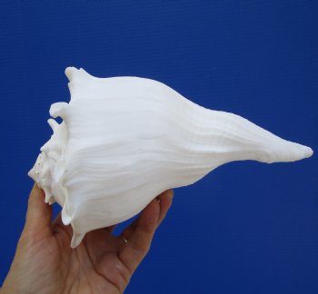 8-1/4 inches Left Handed Whelk Shell, Lightning Whelk - Buy this one for $19.99
