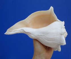 9-1/8 inches Large Left Handed Whelk Shell, Lightning Whelk - Buy this one for $22.99