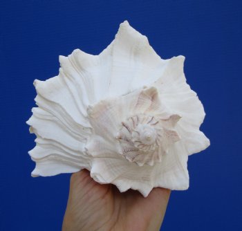 9-1/8 inches Large Left Handed Whelk Shell, Lightning Whelk - Buy this one for $22.99