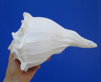 9-1/8 inches Large Left Handed Whelk Shell, Lightning Whelk - Buy this one for $22.99