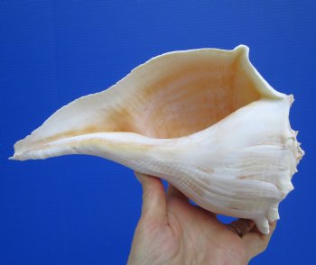 9-1/2 inches Large Left Handed Whelk Shell, Lightning Whelk - Buy this one for $22.99