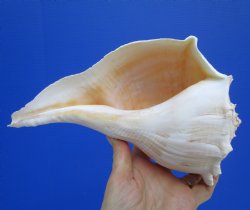 9-1/2 inches Large Left Handed Whelk Shell, Lightning Whelk - Buy this one for $22.99