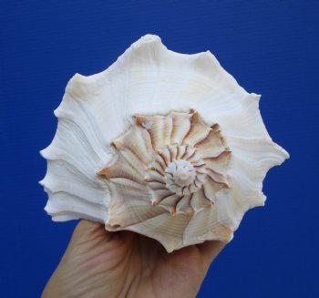 9-1/2 inches Large Left Handed Whelk Shell, Lightning Whelk - Buy this one for $22.99