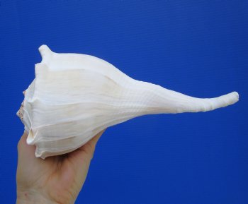 9-1/2 inches Large Left Handed Whelk Shell, Lightning Whelk - Buy this one for $22.99