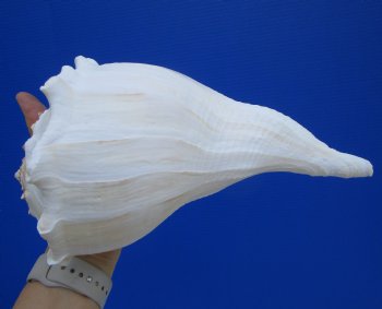9-1/2 inches Large Left Handed Whelk Shell, Lightning Whelk - Buy this one for $22.99