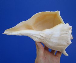 9-1/2 inches Large Left Handed Whelk Shell, Lightning Whelk - Buy this one for $22.99