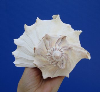 9-1/2 inches Large Left Handed Whelk Shell, Lightning Whelk - Buy this one for $22.99