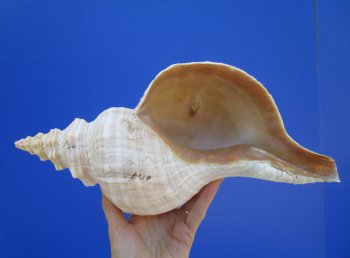 14-1/2 inches Huge Horse Conch Shell - Buy this one for $61.99