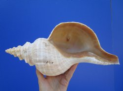 14-1/2 inches Huge Horse Conch Shell - Buy this one for $61.99