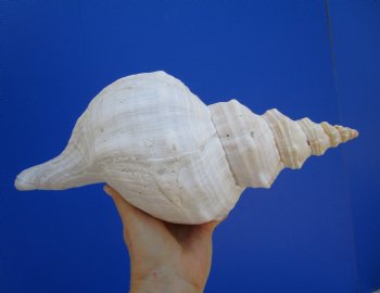 14-1/2 inches Huge Horse Conch Shell - Buy this one for $61.99