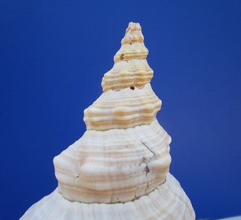14-1/2 inches Huge Horse Conch Shell - Buy this one for $61.99