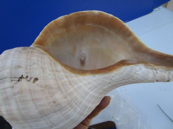 14-1/2 inches Huge Horse Conch Shell - Buy this one for $61.99