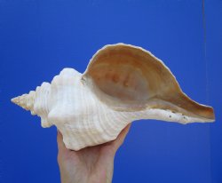 14-1/2 inches Huge Horse Conch Shell - Buy this one for $61.99