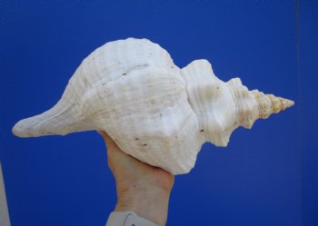 14-1/2 inches Huge Horse Conch Shell - Buy this one for $61.99