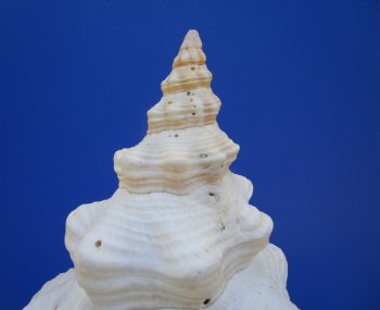 14-1/2 inches Huge Horse Conch Shell - Buy this one for $61.99