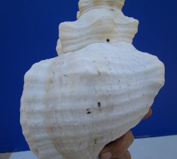 14-1/2 inches Huge Horse Conch Shell - Buy this one for $61.99