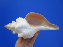 10-1/2 inches Authentic Horse Conch Shell, Florida's Official State Seashell - Buy this one for $34.99
