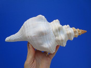 10-1/2 inches Authentic Horse Conch Shell, Florida's Official State Seashell - Buy this one for $34.99
