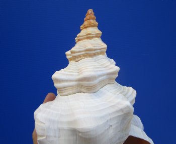 10-1/2 inches Authentic Horse Conch Shell, Florida's Official State Seashell - Buy this one for $34.99