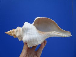 10-3/4 inches Authentic Horse Conch Shell, Florida's Official State Seashell - Buy this one for $34.99