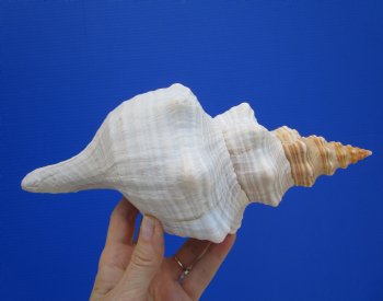 10-3/4 inches Authentic Horse Conch Shell, Florida's Official State Seashell - Buy this one for $34.99