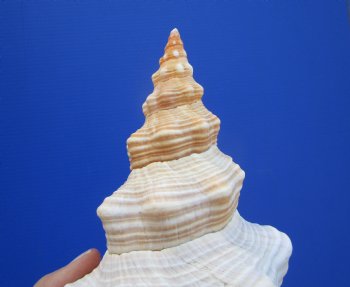 10-3/4 inches Authentic Horse Conch Shell, Florida's Official State Seashell - Buy this one for $34.99