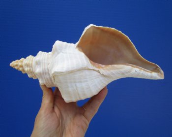 10-1/4 inches Authentic Horse Conch Shell, Florida's Official State Seashell - Buy this one for $34.99