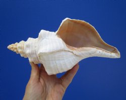 10-1/4 inches Authentic Horse Conch Shell, Florida's Official State Seashell - Buy this one for $34.99