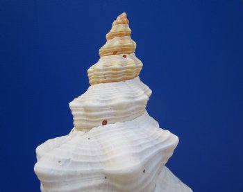 10-1/4 inches Authentic Horse Conch Shell, Florida's Official State Seashell - Buy this one for $34.99