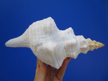 10-1/4 inches Authentic Horse Conch Shell, Florida's Official State Seashell - Buy this one for $34.99