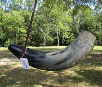 25 inches Extra Large Viking War Horn, Buffalo Blowing Horn with Leather Strap - Buy this one for $39.99