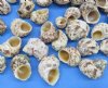 Gold mouth Turban Shells in Bulk 1-1/4 to 2-1/2 inches - Bulk Case of 20 kilos @ $3.00 a kilo