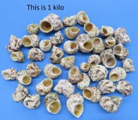 Gold mouth Turban Shells in Bulk 1-1/4 to 2-1/2 inches - Bulk Case of 20 kilos @ $3.00 a kilo