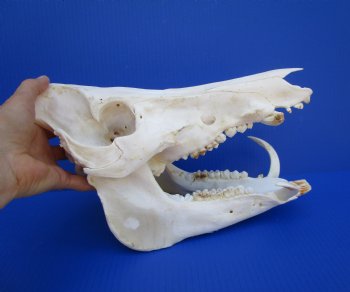 12-1/2 inches Authentic Georgia Wild Boar, Hog Skull with 3-1/2 inches Tusks- Buy this one for $74.99