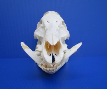 12-1/2 inches Authentic Georgia Wild Boar, Hog Skull with 3-1/2 inches Tusks- Buy this one for $74.99
