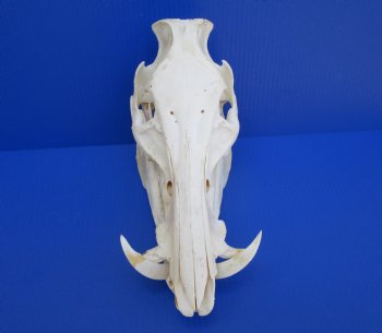12-1/2 inches Authentic Georgia Wild Boar, Hog Skull with 3-1/2 inches Tusks- Buy this one for $74.99