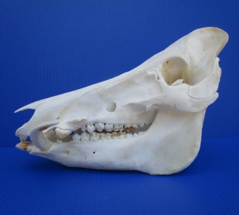 12-1/2 inches Authentic Georgia Wild Boar, Hog Skull with 3-1/2 inches Tusks- Buy this one for $74.99